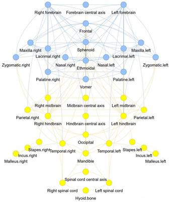 Anatomical network modules of the human central nervous-craniofacial skeleton system